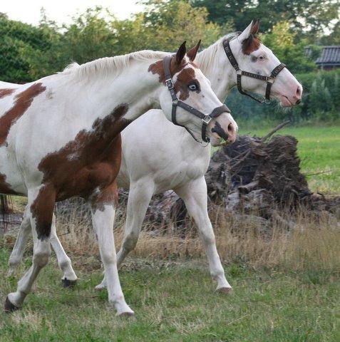 Paint Tequilla Blue R.I.P billede 2