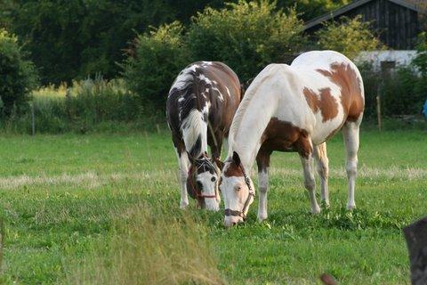 Paint Tequilla Blue R.I.P billede 3