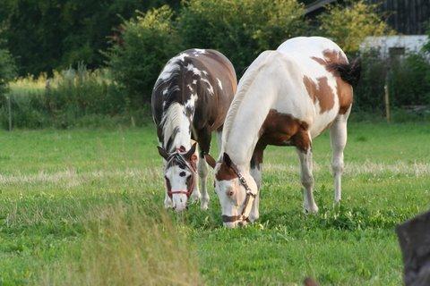 Paint Tequilla Blue R.I.P billede 4