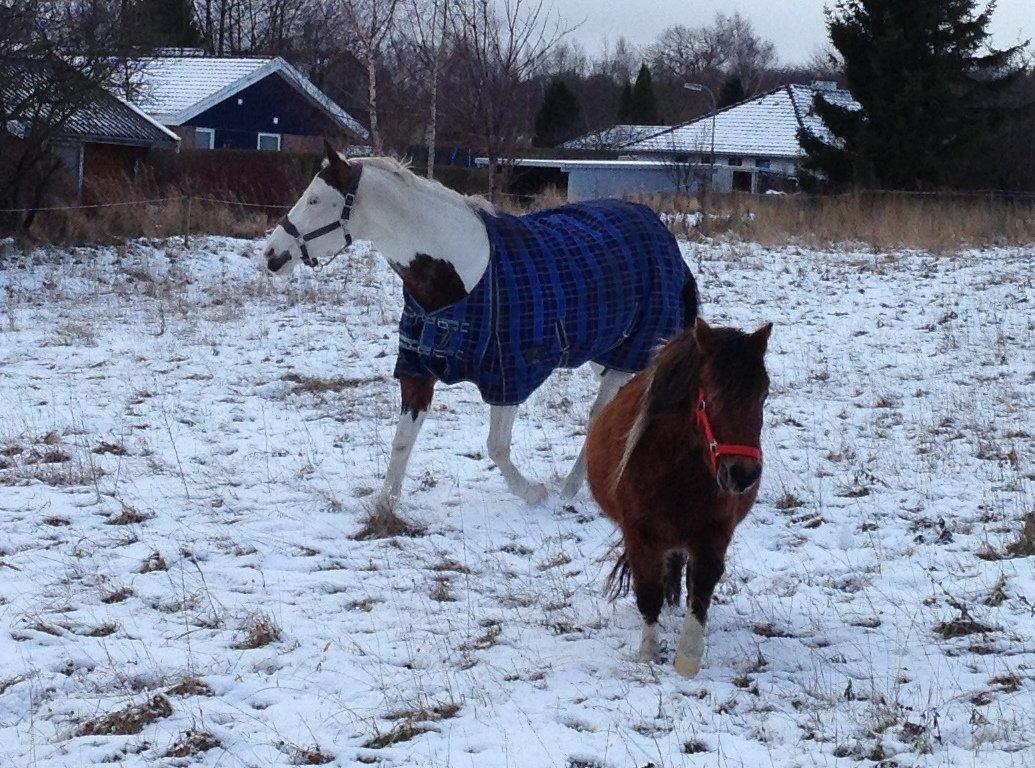 Paint Tequilla Blue R.I.P billede 5