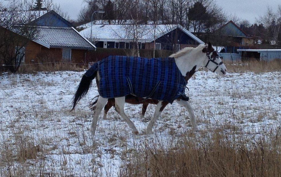 Paint Tequilla Blue R.I.P billede 6