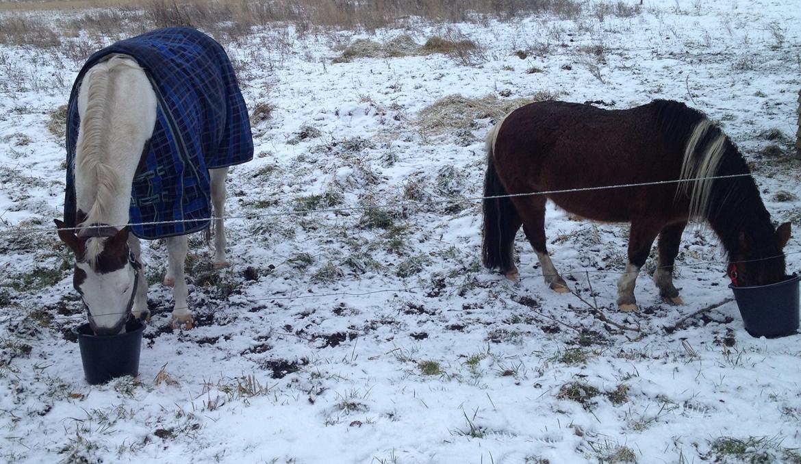 Paint Tequilla Blue R.I.P billede 7