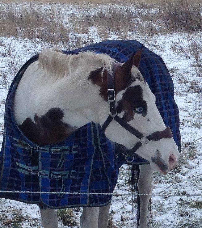 Paint Tequilla Blue R.I.P billede 9