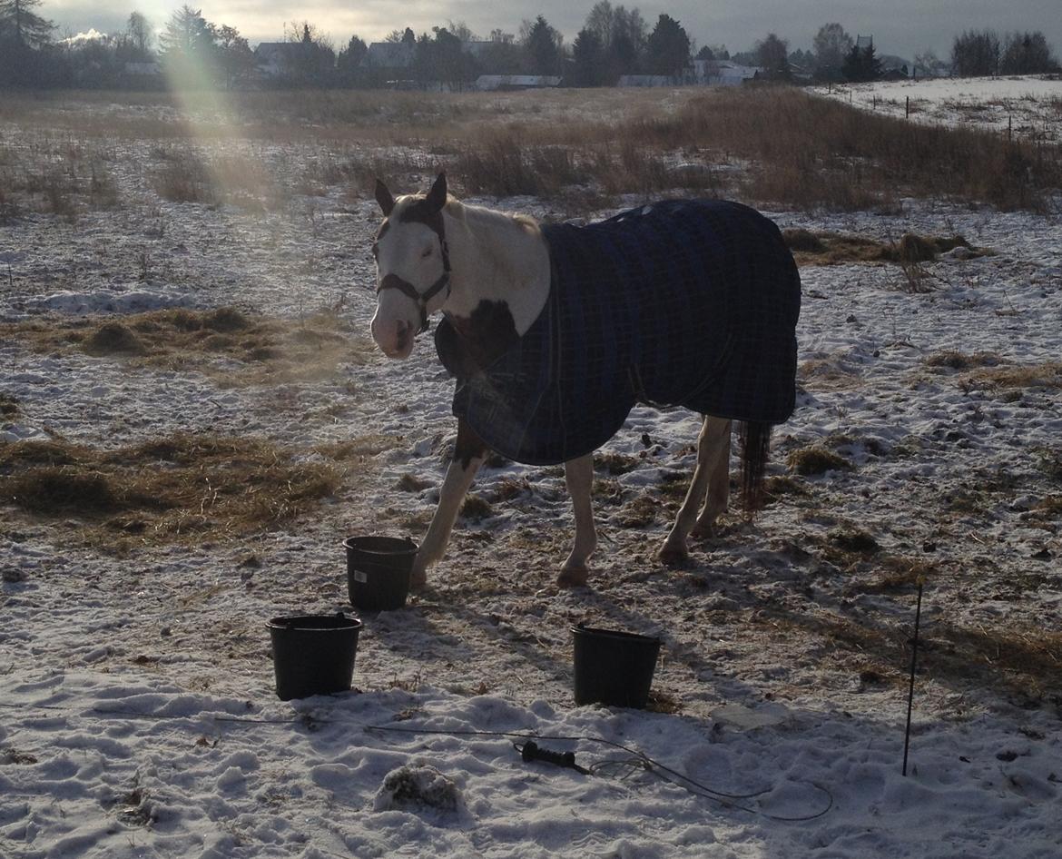 Paint Tequilla Blue R.I.P billede 10