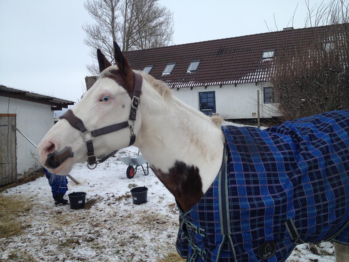 Paint Tequilla Blue R.I.P billede 12