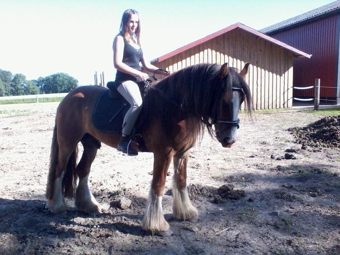 Irish Cob Zeus of Irish - igen stine og zeus billede 2