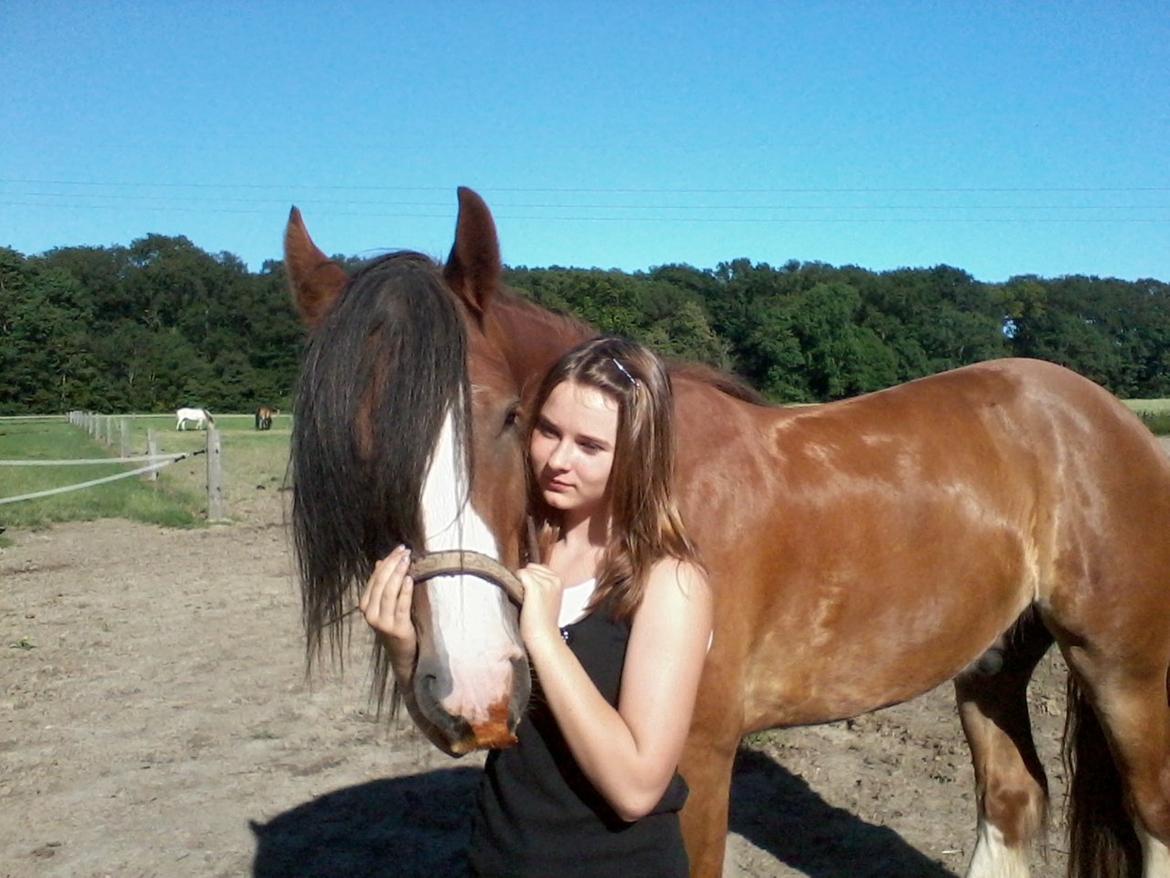 Irish Cob Zeus of Irish billede 5