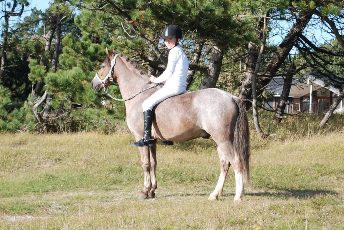 Welsh Pony af Cob-type (sec C) Lyngvejens Max - Vi tog lige en smut-tur i sommerhus efter et godt stævne i OHR! <3 billede 19