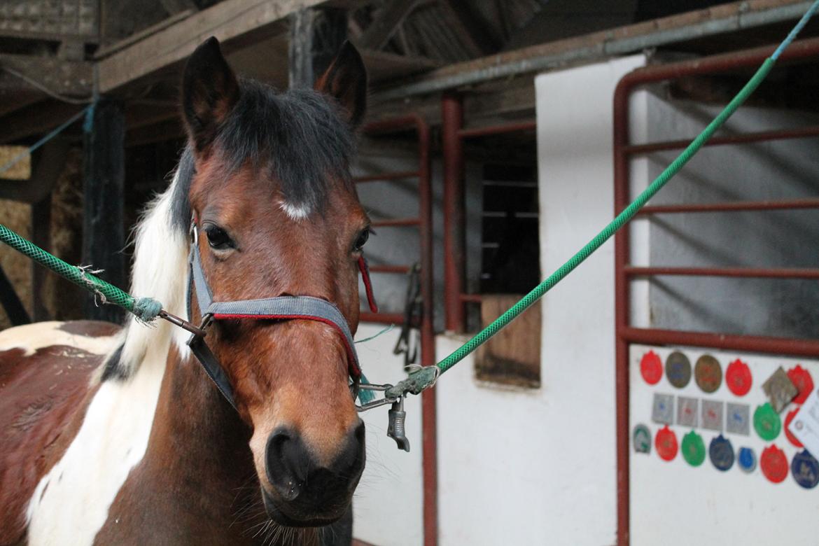 Anden særlig race Flicka [ELEVPONY] - På kort tid har du taget en plads i mit hjerte <3 2013 billede 16