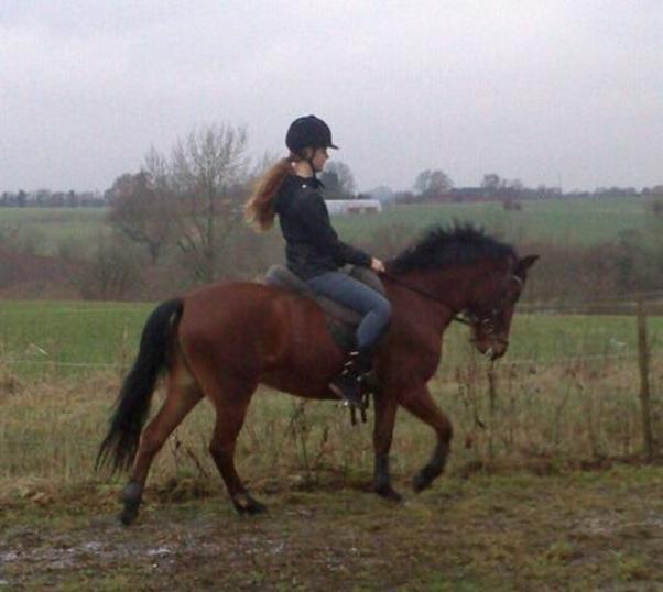New Forest Selma[Landspony] billede 9