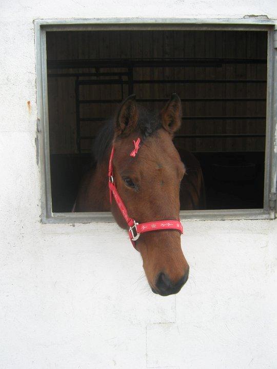 New Forest Selma[Landspony] billede 14