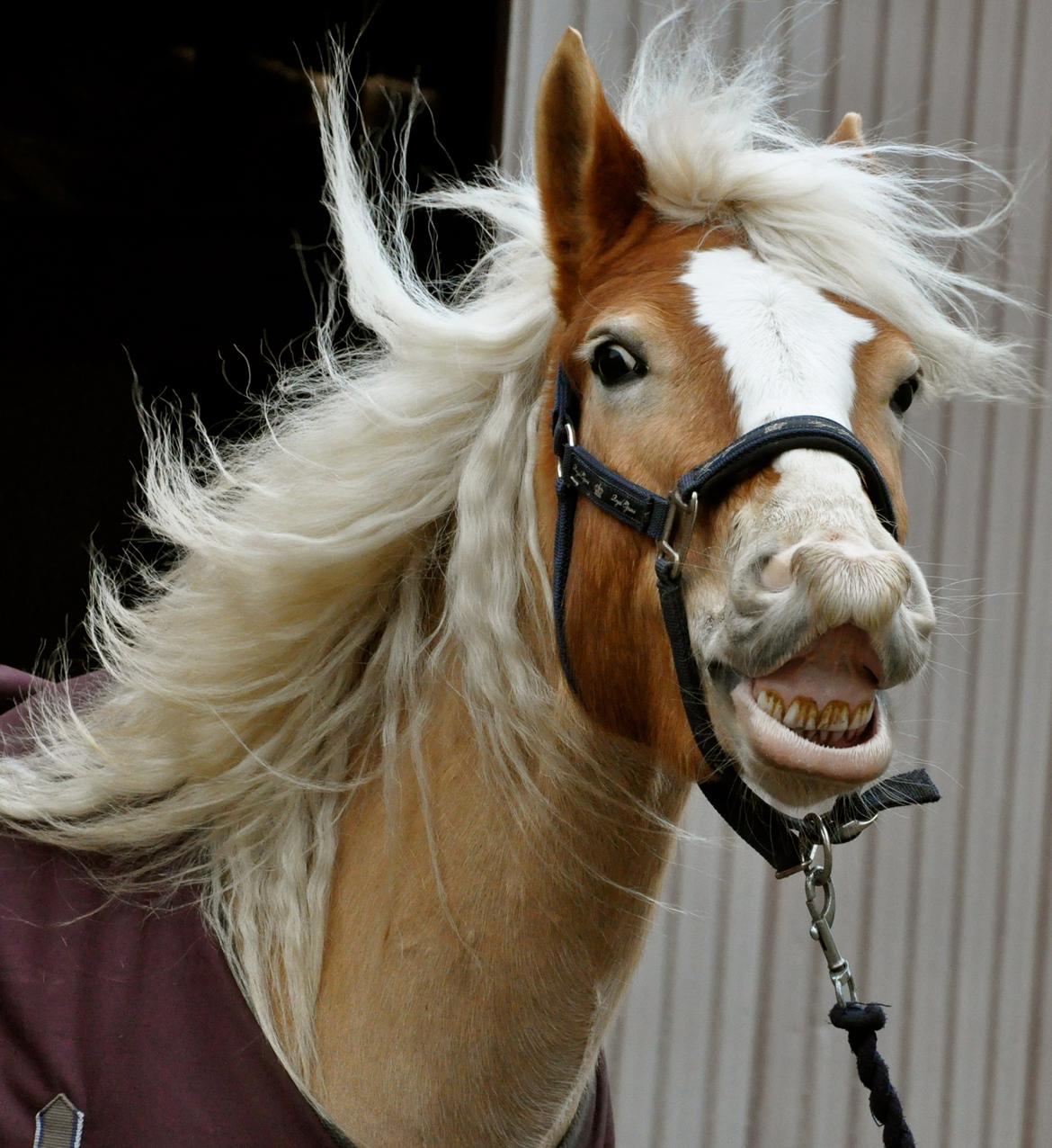 Haflinger LuLu Lakisha billede 24