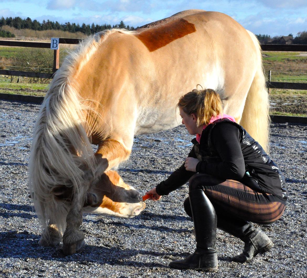 Haflinger LuLu Lakisha billede 26