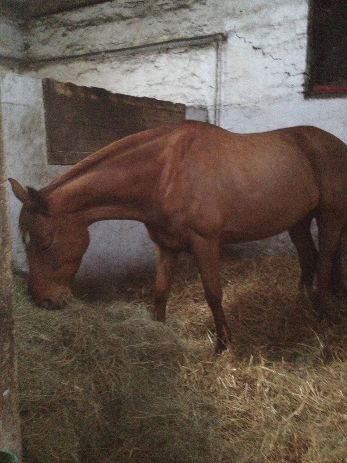 Hannoveraner Pippi Langstrømpe billede 10
