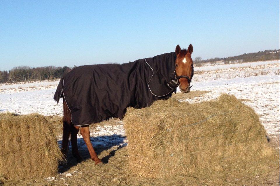 Hannoveraner Pippi Langstrømpe billede 11