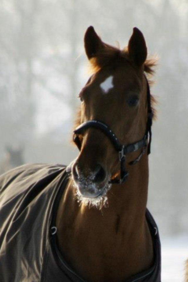 Hannoveraner Pippi Langstrømpe billede 2