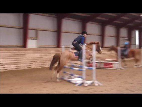 DSP HORSMARKS DIVA DUCHESS - SOLGT! - Mussi <3 billede 13