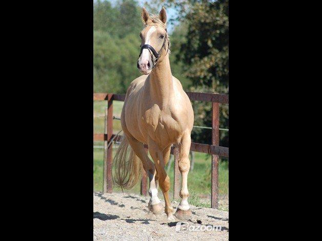 Palomino Heimdals Joy Of Gold - Joy da hun var avlshoppe, før jeg købte hende :) billede 1