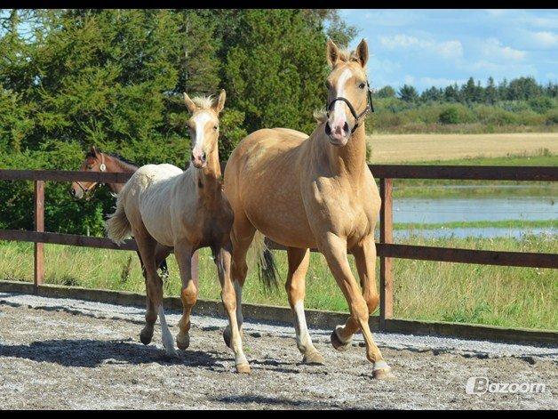 Palomino Heimdals Joy Of Gold - Joy med sit føl  billede 2