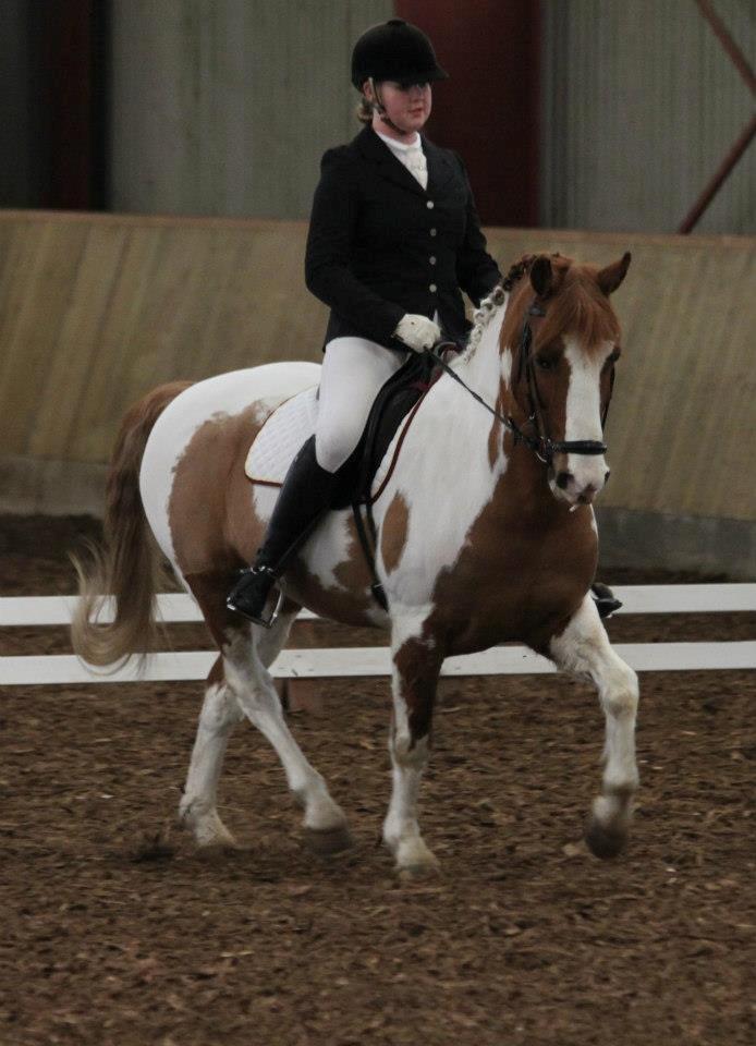 Pinto / haflinger indiana jones - trav schinkelvigning, 
 i vores første LA billede 8