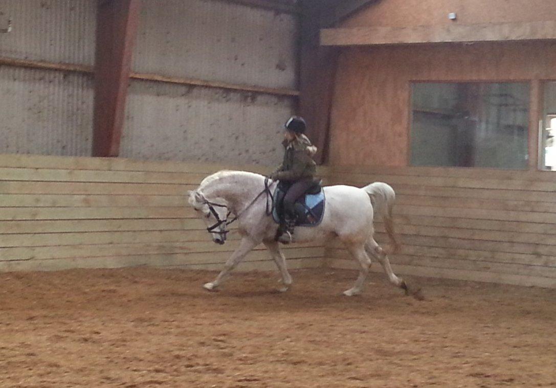 Anden særlig race Igors Silver Speedy billede 2