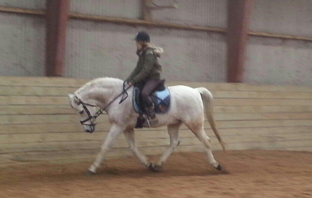 Anden særlig race Igors Silver Speedy billede 3