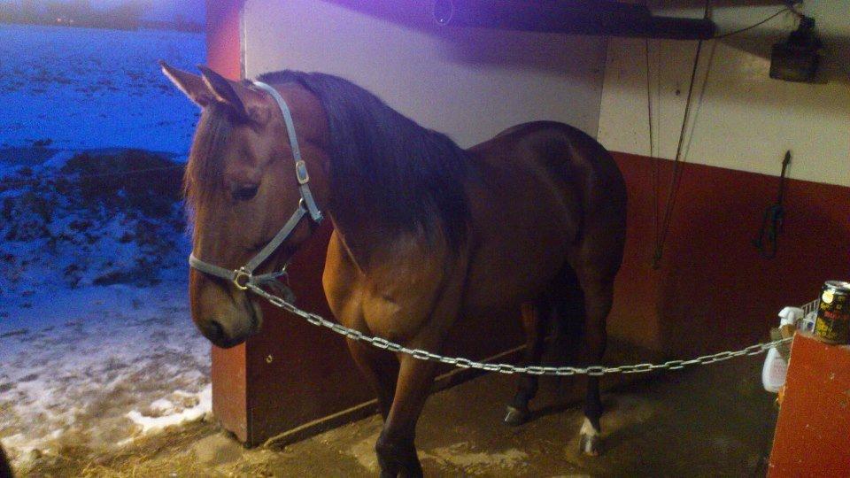 Traver I'm first billede 1