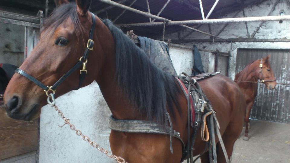 Traver I'm first billede 2