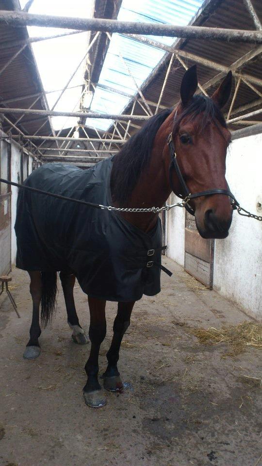 Traver I'm first billede 3