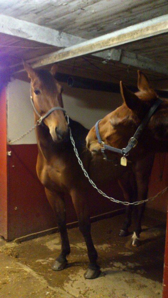 Traver I'm first billede 4