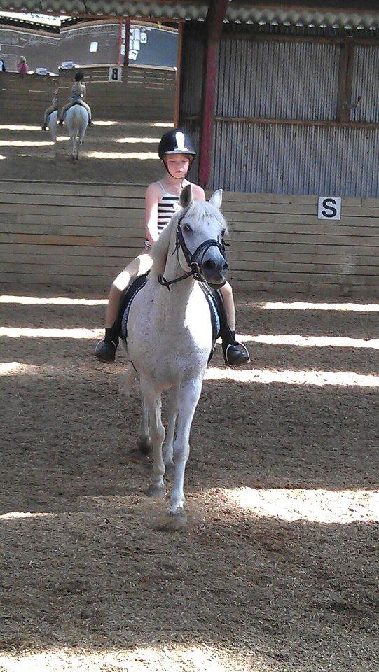 Anden særlig race Igors Silver Speedy billede 7