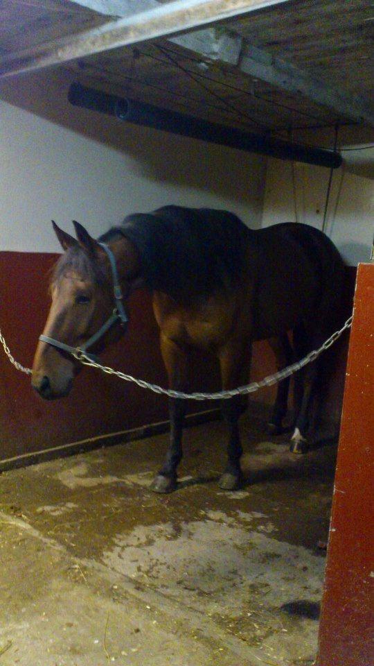 Traver I'm first billede 5