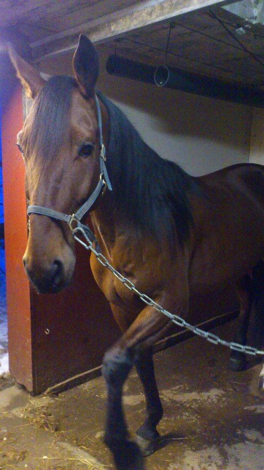 Traver I'm first billede 6