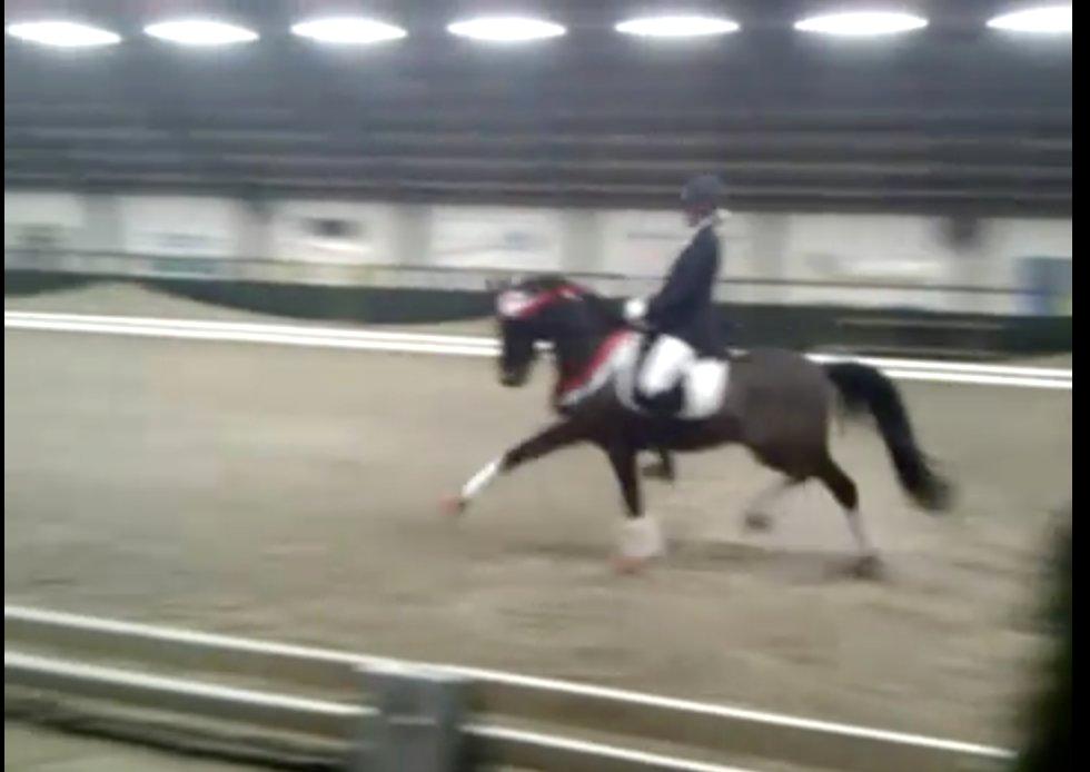 Welsh Cob (sec D) Albrechtshoeve Niels Cornelis - Til æresrunde i Holland - taget ud fra video derfor den dårlige kvali billede 18