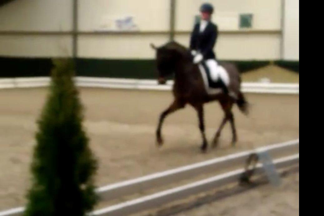 Welsh Cob (sec D) Albrechtshoeve Niels Cornelis - Til stævne i Holland -  - taget ud fra video derfor den dårlige kvali billede 9