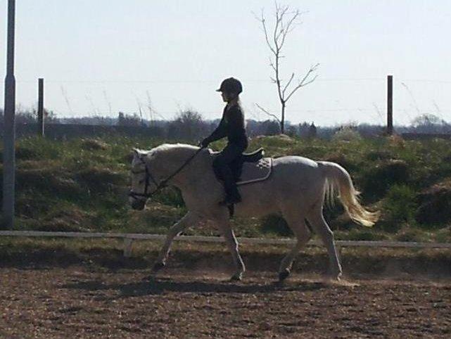 Anden særlig race Igors Silver Speedy billede 8