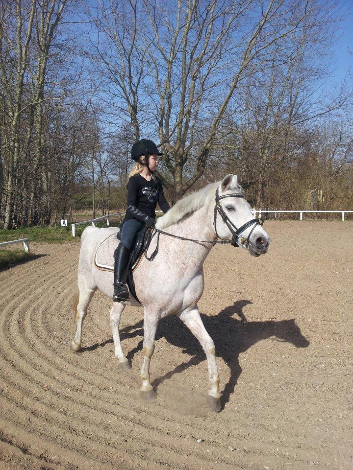 Anden særlig race Igors Silver Speedy billede 9