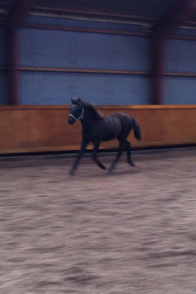 New Forest Calandias Blackjack billede 12