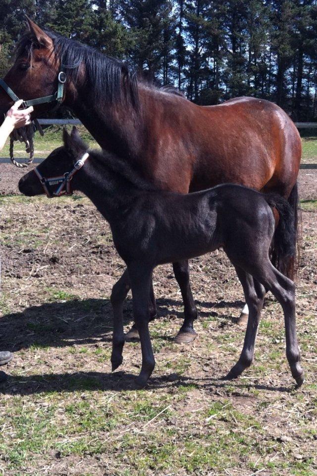 New Forest Calandias Blackjack billede 8