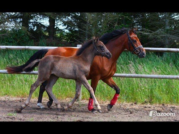 New Forest Calandias Blackjack billede 11