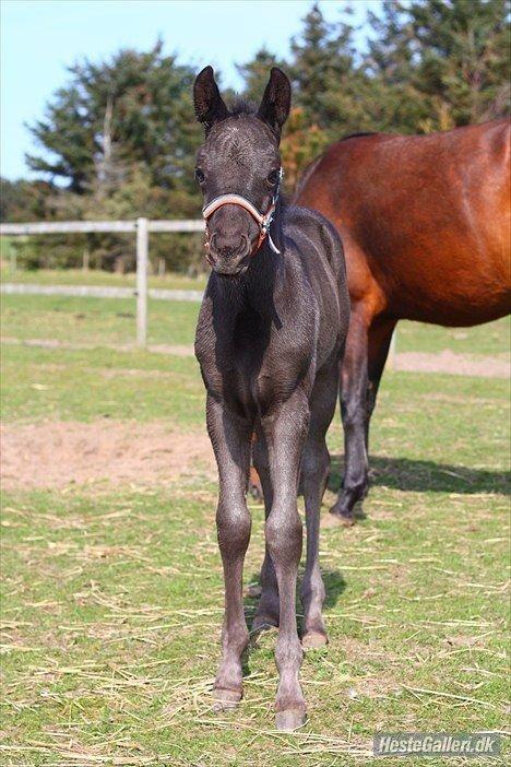 New Forest Calandias Blackjack billede 9