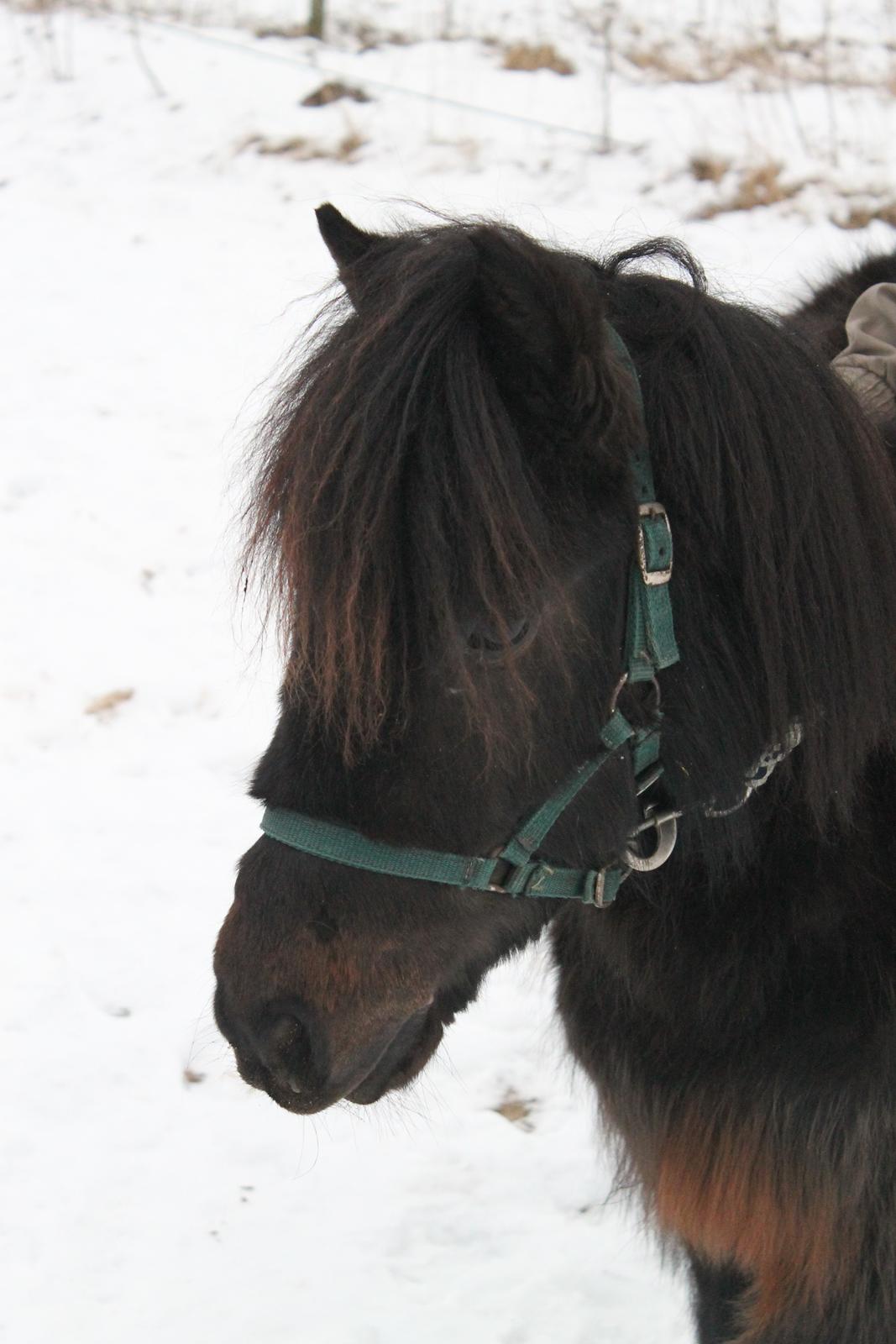 Shetlænder Lille Krumme<3<3 billede 8