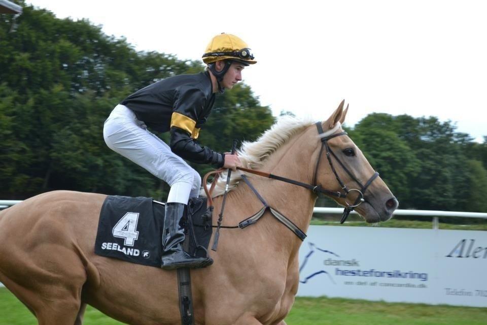 Palomino Fuldblod Mr Dream X XX billede 15