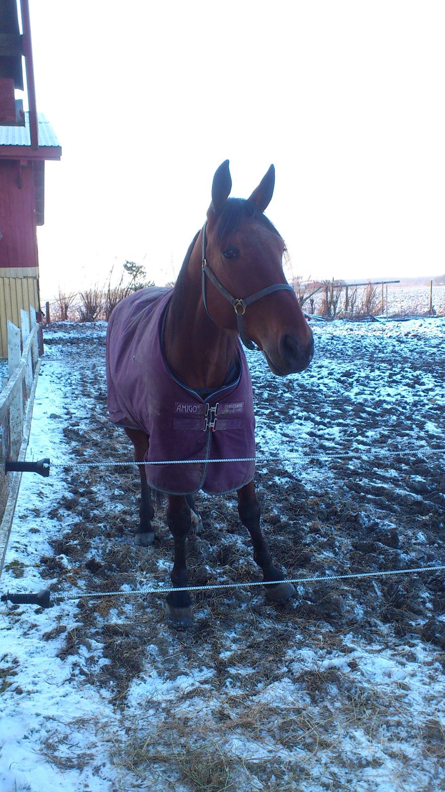 Traver I'm first billede 9