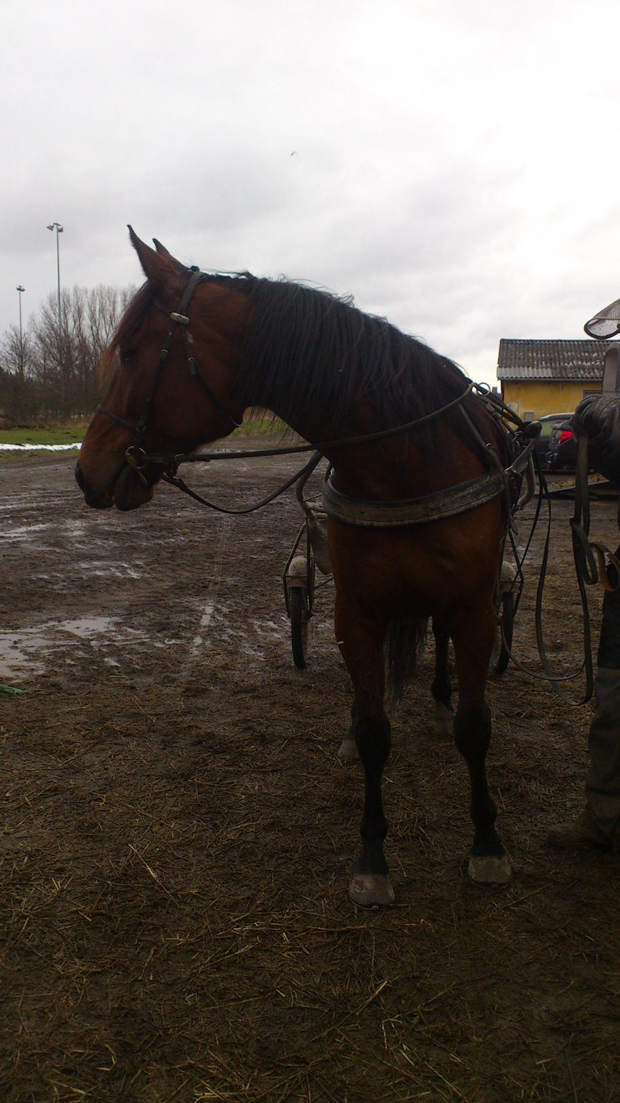 Traver I'm first billede 11