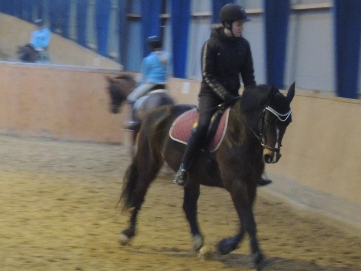 Hollandsk Varmblod Beauty Rose - Opvarming til springundervisning.
Februar, 2013. billede 18