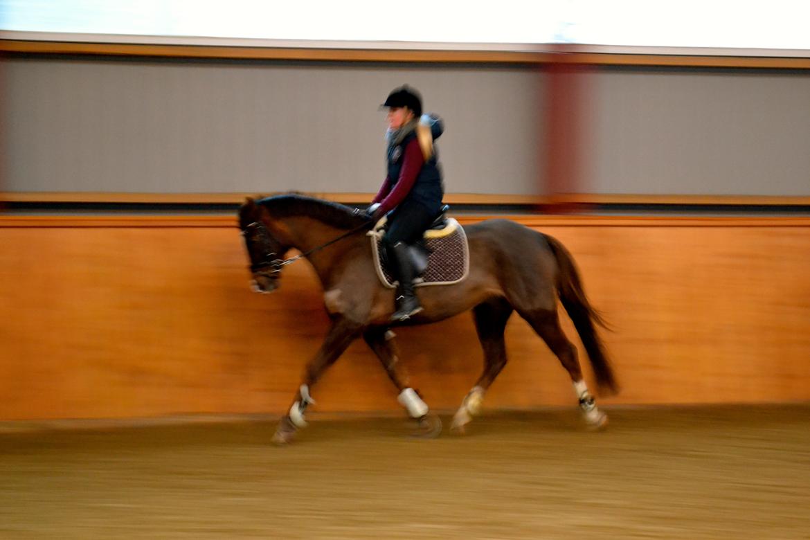 DSP Vasehøjs Kaia billede 11