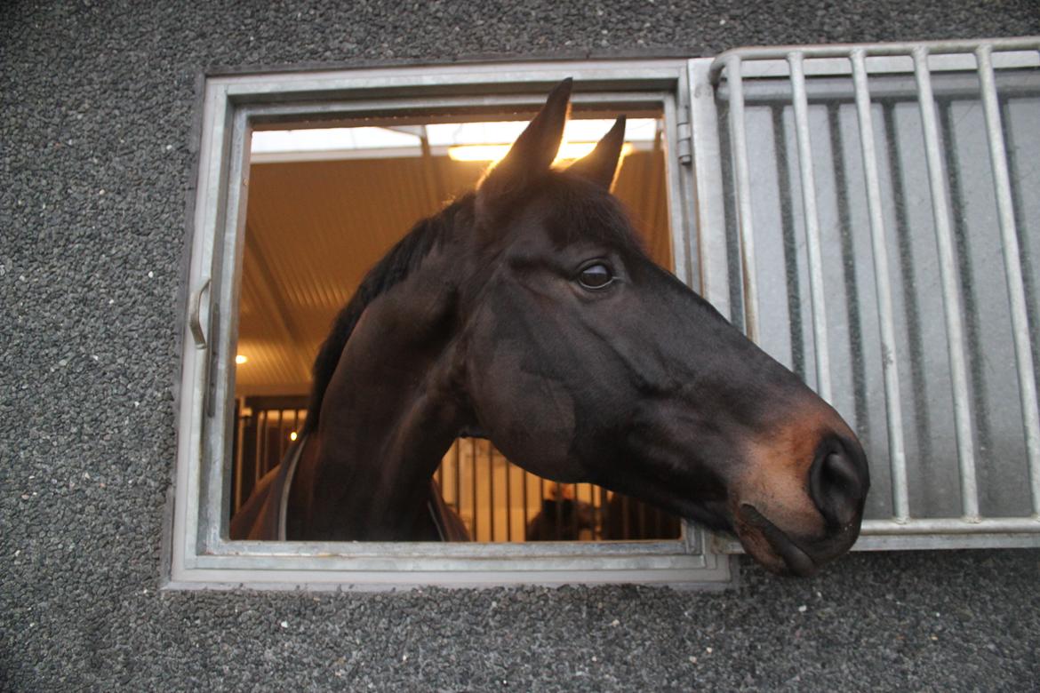 Trakehner Lancelot - Her er det den første dag i boksen.  billede 3