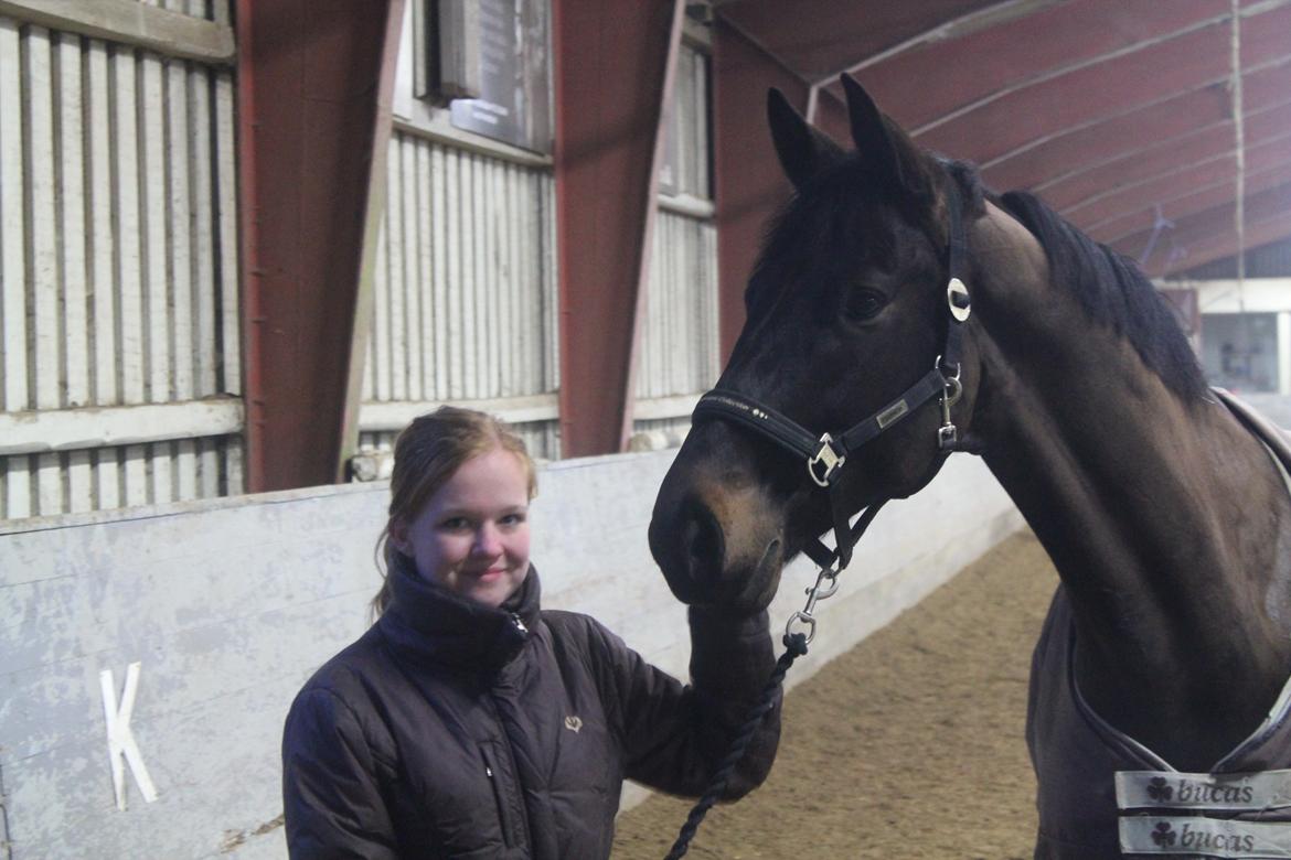 Trakehner Lancelot - Mig og Lancelot i hallen første gang billede 6