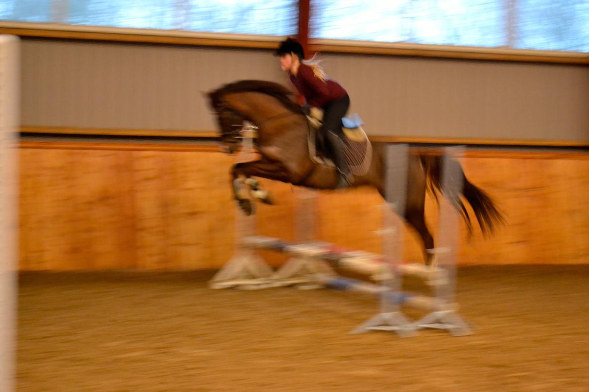 DSP Vasehøjs Kaia - Springtræning Januar 2013 billede 16